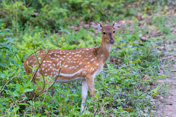 Spotted deer or Chital (Axis axis), Chitwan National Park, Nepal