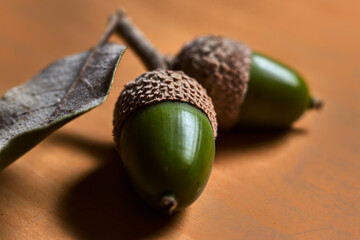 Two green acorns, with their shell, on a wooden table