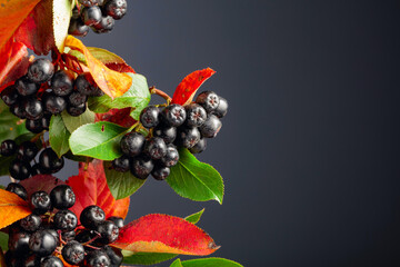 Black chokeberry (aronia melanocarpa) with leaves.