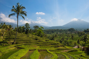 Rice terraces, Jatiluwih, Unesco World Heritage Site, Bali, Indonesia