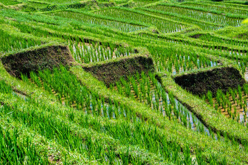 Rice terraces, Jatiluwih, Unesco World Heritage Site, Bali, Indonesia
