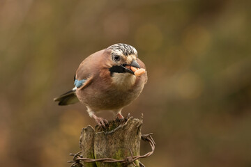 Closeup of splendid  Jay, Garrulus glandarius, with beak full of peanuts perched on fence post with barbed wire