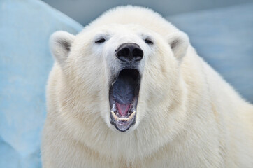 Fototapeta na wymiar polar bear portrait