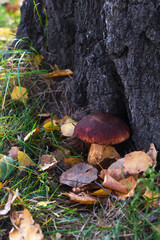 mushrooms grow in the forest. collect mushrooms