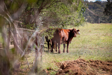 Cows standing in field in country New South Wales, Australia