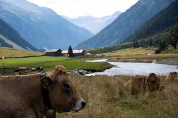 Fototapeta na wymiar Brown swiss with a bell around their necks in front of an alpine landscape