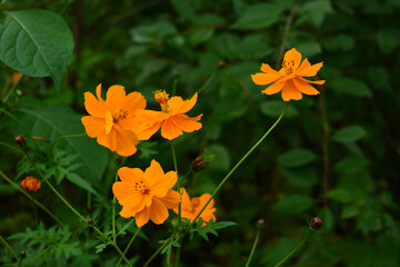 Cosmos sulphureus. Bright flowers with orange petals on dark green background