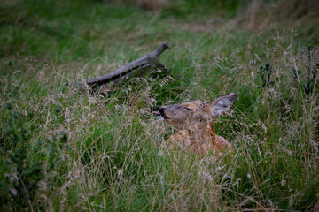 deer in the grass