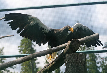 Steller's sea eagle (Haliaeetus pelagicus) with open wings in zoo.