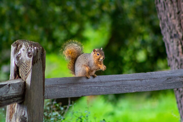 A squirrel on a fence © Robert