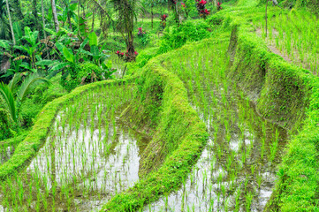Tegallalang rice terraces, Ubud, Bali, Indonesia