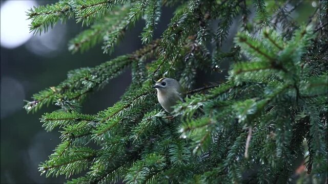 Smallest bird in Europe - Goldcrest, Regulus regulus in the middle of spruce branches in late autumn Estonian boreal forest.