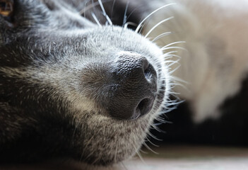 Selective focus on dog's nose domestic dog black and white color the eyes sadly need to rest