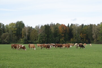 glückliche Kühe im Herbst / happy cows in autumn