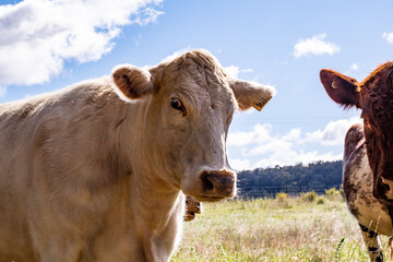 Close up image of large white cow in field looking at camera
