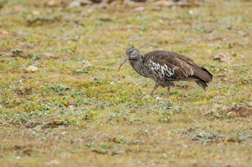 Wattled Ibis (Bostrychia carunculata), Bale mountains , Ethiopia