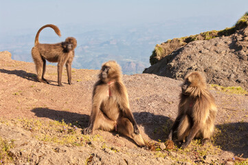 Group of Gelada baboon (Theropithecus Gelada), Simien mountains national park, Amhara region, Northern Ethiopia