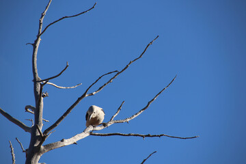 Clark's Nutcracker (nucifraga columbiana) on a branch