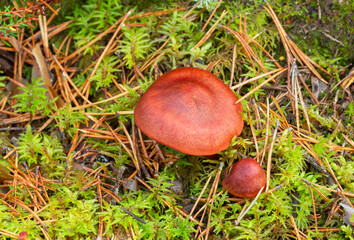 Webcap mushroom. Cortinarius phoeniceus growing in coniferous environment