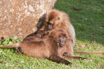 Gelada baboons (Theropithecus Gelada) grooming each other, Simien mountains , Amhara region, Northern Ethiopia