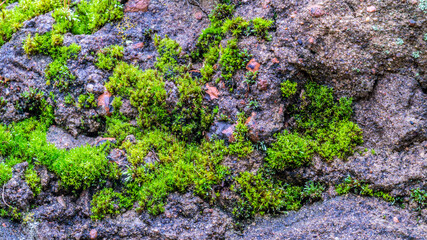 moss growing on stone. sunny day