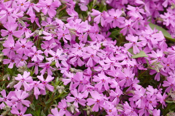 紫の綺麗な花