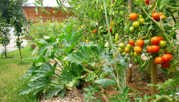 A vegetable garden with raised DIY wooden beds. Ripe red cherry tomatoes on the branches. Growing organic vegetables in the open field on a personal subsidiary farm. Zucchini plant at home garden.