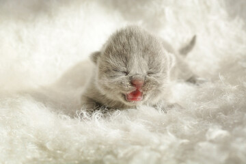 A cute newborn gray British shorthair kitten lies on a white fluffy fur bed. The kitten has a pink mouth open because it meows. The kitten is about 1 week old. Selective fokus. - Powered by Adobe