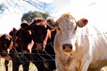Row of cows lined up at fence looking at camera on country farm © Caseyjadew
