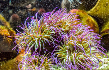 meer seeanemone meerestier