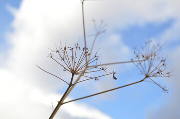 flor