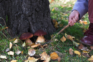 mushrooms grow in the forest. collect mushrooms