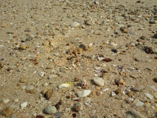 shells on sand