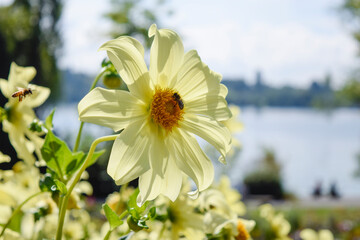 bodensee konstanz mainau dahlie