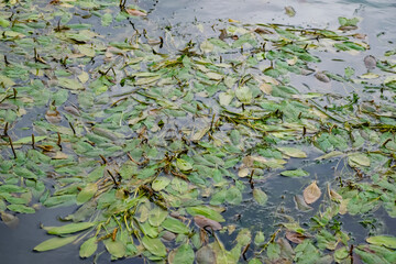 Multi-colored algae in the river don. Deciduous plants with green, maroon and brown leaves under water, near the shore, in shallow water with a sandy bottom