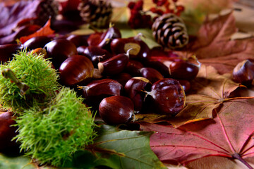 fresh pick chestnuts from the forest