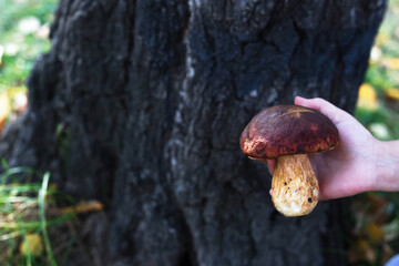 white mushroom in hand. pick mushrooms in the forest