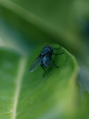 bug on a leaf