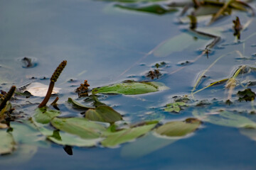 Multi-colored algae in the river don. Deciduous plants with green, maroon and brown leaves under water, near the shore, in shallow water with a sandy bottom