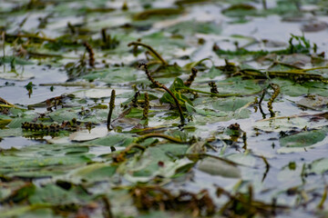Multi-colored algae in the river don. Deciduous plants with green, maroon and brown leaves under water, near the shore, in shallow water with a sandy bottom
