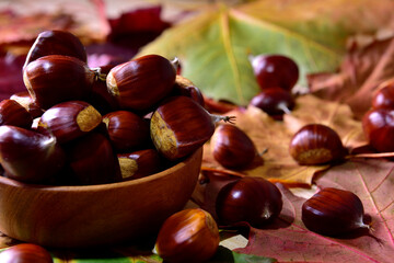 fresh pick chestnuts from the forest