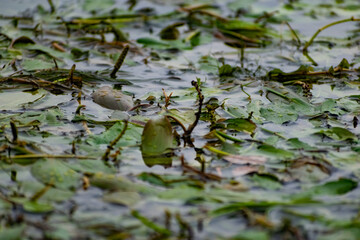 Multi-colored algae in the river don. Deciduous plants with green, maroon and brown leaves under water, near the shore, in shallow water with a sandy bottom