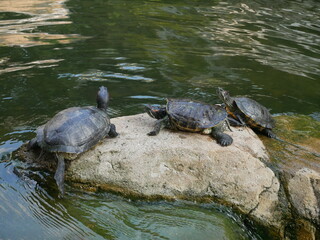 Obraz premium Little turtles on a rock
