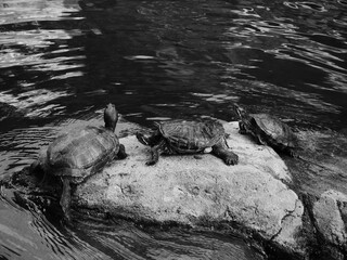 Little turtles on a rock