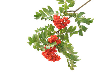 Branch of red rowan isolated on a white