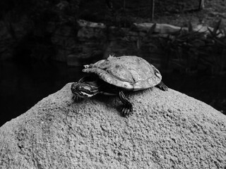 Little turtle on a rock