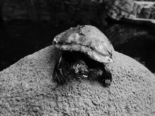 Little turtle on a rock