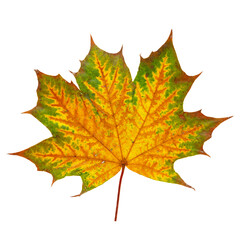 Bright colorful autumn leaf on an isolated white background