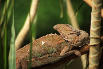 chameleon