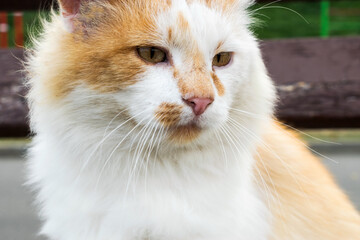 Close-up of a red cat's face. Outdoor pet